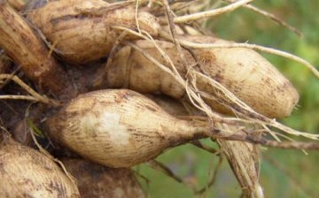 Preparation for wintering and storage of tubers