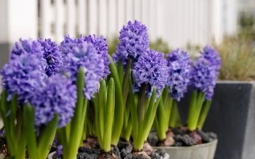 Hyacinth - structural features
