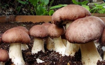 Cultivarea ciupercilor porcini în țară