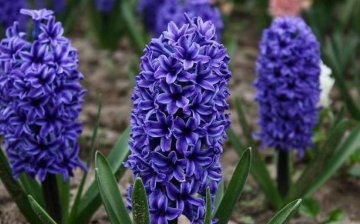 Tips for good hyacinth care