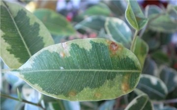 Ficus diseases: types and causes