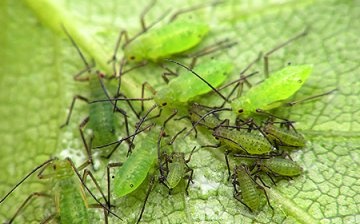 Diseases, pests and their prevention