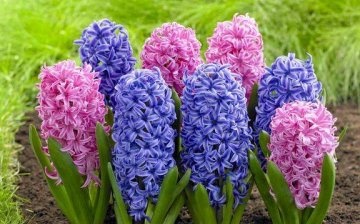 Hyacinth care