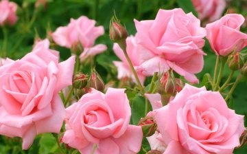 The role of soil and lighting in growing roses