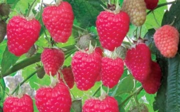 General information about remontant raspberries