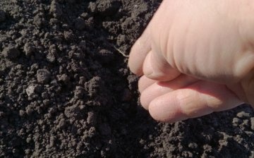 Plantarea semințelor de ceapă pe teren deschis