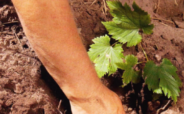 Caracteristicile plantării de primăvară a strugurilor cu puieți