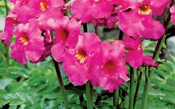 Types of incarvillea and their appearance