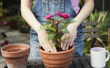 Favorable days of transplanting flowers in spring (March, April, May)
