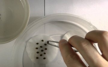 Selection and preparation of seeds for planting