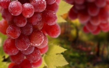 Recommendations for beginner winegrowers