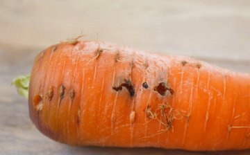 Dăunători de morcovi, tipurile lor