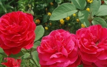 Cele mai bune soiuri de trandafiri pentru o reproducere de succes