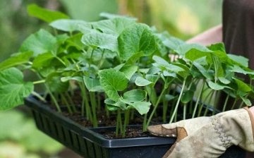 Seedling containers: types and descriptions