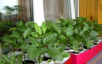 What seedlings are grown on windowsills