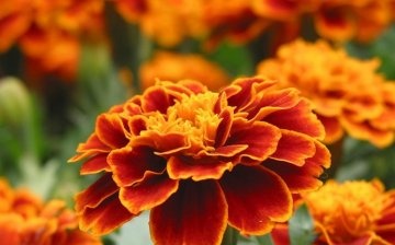 Low-growing annuals for the garden: types and description