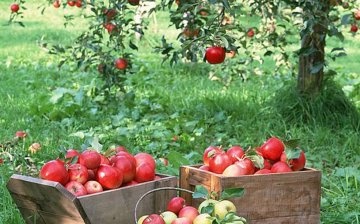 Tipuri și descrierea celor mai bune soiuri de măr pentru creștere