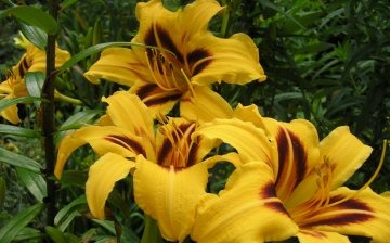 Description of daylily, hybrids and varieties