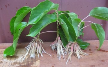 Root formers - what is it?