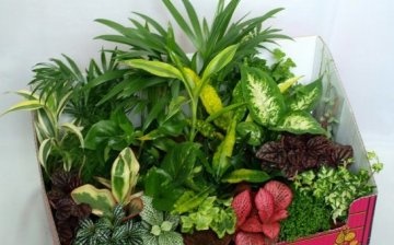 Features of plant mix flower care
