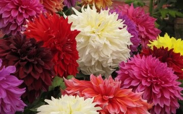The main classes and varieties of dahlia