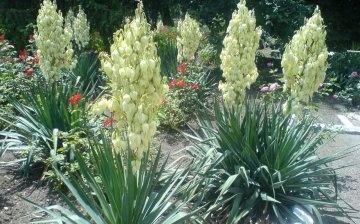 Types of garden yucca and their description