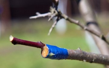 Rootstock, scion, grafting - what is it?