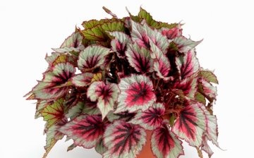 Decorative foliage begonia: features and varieties