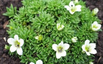 Groundcover saxifrage - how to care?