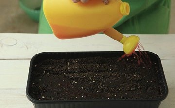 Metode de creștere din semințe