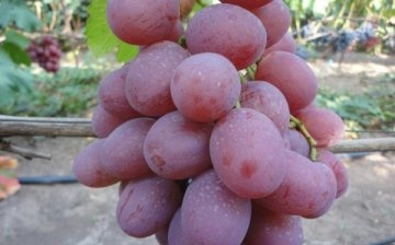 Grape variety Victor