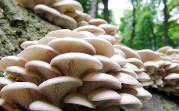 Useful tips for growing mushrooms