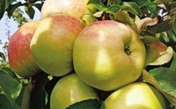 Descrierea soiului de măr Bogatyr