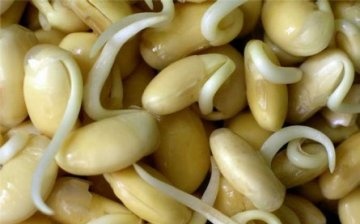 How to sprout beans for food