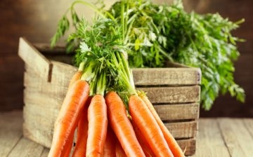 Cele mai bune semințe de morcov