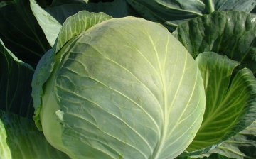 Harvest varieties of white cabbage, their features