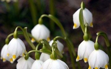 Spring white flower