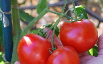 The concept of determinant and indeterminate tomatoes