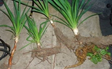 How does yucca breed?
