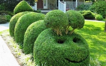 Types and forms of topiary