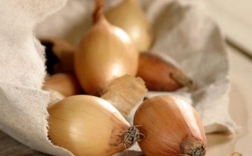 Growing onions from seeds