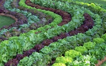 Plantarea salatei