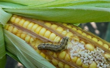 Diseases and pests of corn