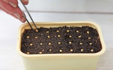 Plantarea semințelor în sol