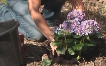 Reproduction and planting of hydrangeas
