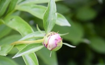Why do peonies bloom poorly?