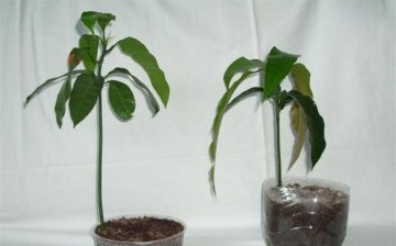 Growing mango from seed
