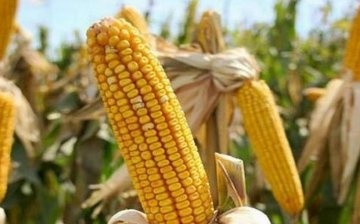 Caring for corn in the country