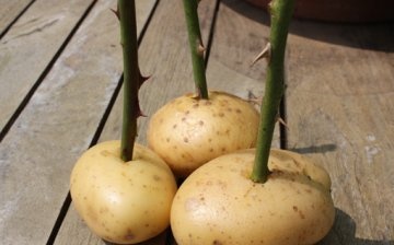 Rooting method of roses in potatoes