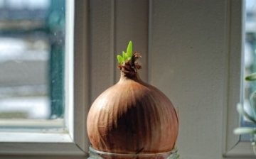 Preparing the bulbs for growing